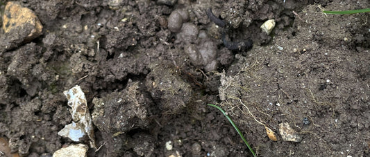 10 - Soil the World At Our Feet - art exhibition at Somerset House