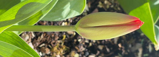 28 - Sprinkle of Spring