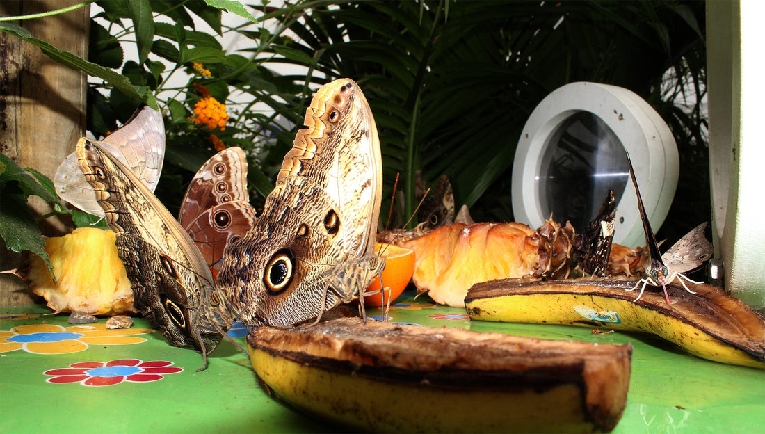 257 - Butterfly House