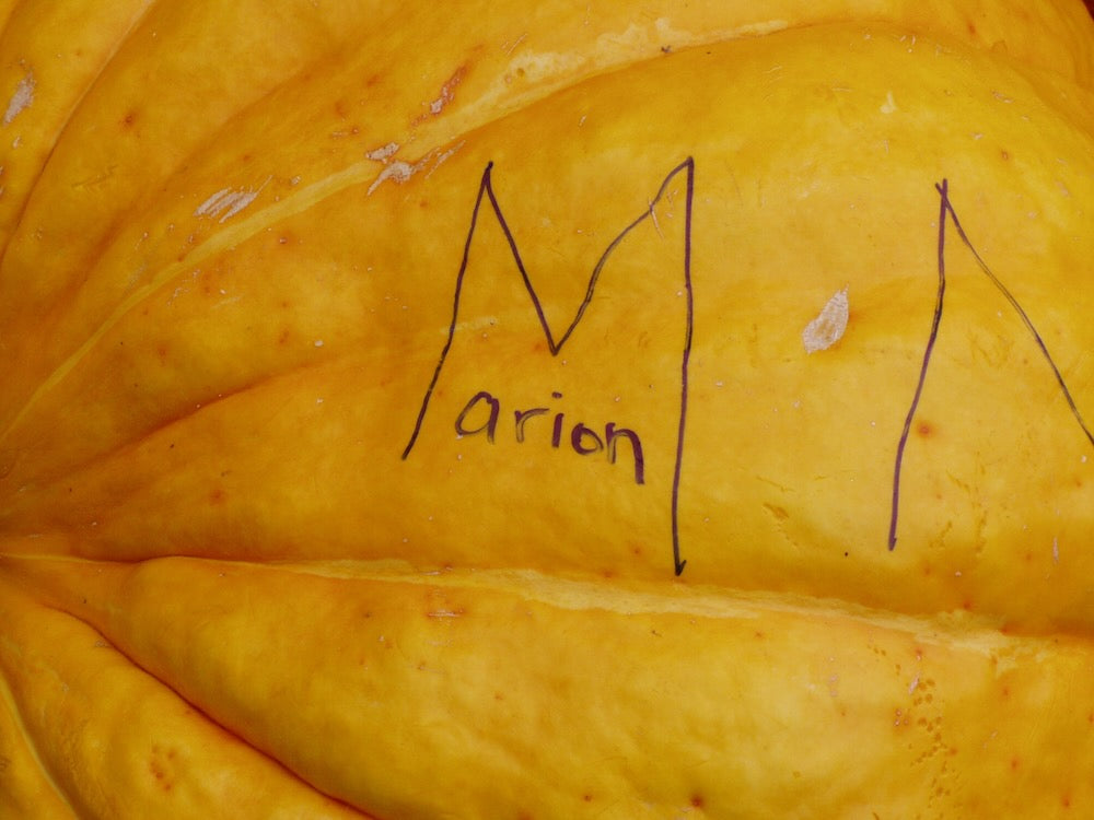 224 - Marion A Pumpkin