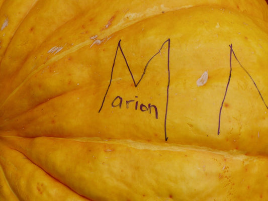 224 - Marion A Pumpkin